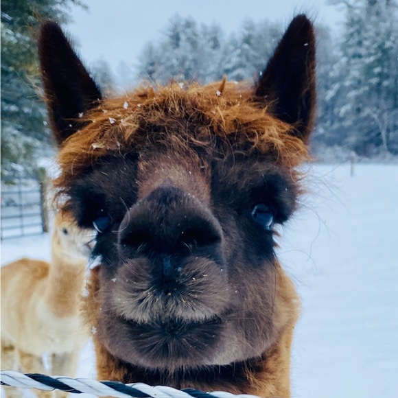 Meet your Posher, Robin - Picture 2 of 10